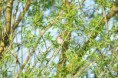 /album/ornithologie/sylvia-atricipilla-jpg/